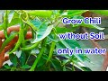 Easy To Grow Chili in Water At Home, How to grow Chili at home in Hydroponic System/chili