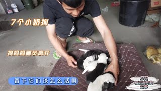 7个小奶狗刚出生，狗妈妈得脑炎离开了，剩下它们7个該怎麽活阿   -Dog rescue in China 20210523