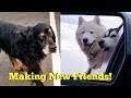 Husky & Malamute Meet A Gordon Setter At The Dog Park の動画、YouTube動画。