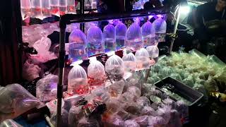 POV jatinegara fish market, ornamental fish market, bonus my cat heartily eating my duckling's food