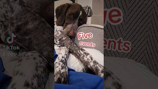 Five Events Motivation German Shorthaired Pointer puppy...#shorts #ytshorts #dog #gsp #gsd #viral