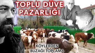 Toplu Düve Satışı Ve Dana Buzağı Sevkiyatı