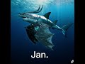 Your month your shark
