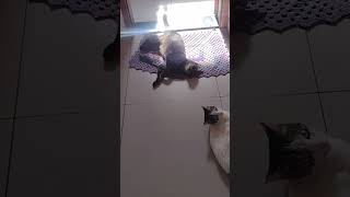 Gatos brincando de estátua