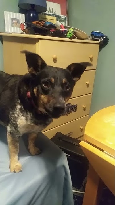 my-dog-reacting-to-herself-reacting-to-other-dogs-youtube