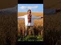 Павло Доскоч пшениця колоситься 
