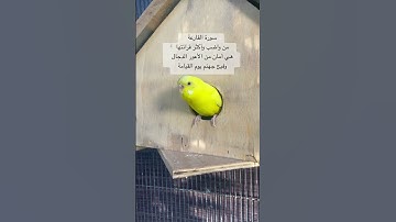 #سورة_القارعة #قران_كريم #المصحف #العراق #مصر #اكسبلور #طيور #kuranıkerim #lovebirds #birds #usa