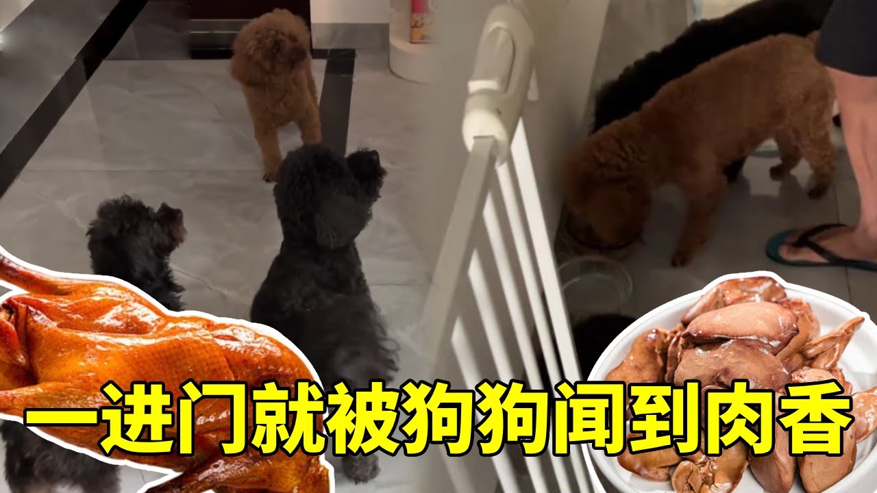 退休慢生活:出门送女儿顺便买了卤鹅,一进门就被狗狗闻到,几个小家伙激动坏了。【红茶朱古力生活日记】