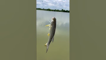 Cá nóc ăn được không ? #shortvideo #fishing #bnatizi #cuaanhlambo #shorts #cánóc