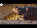 Crocodile enters the body of ahippo after killing it