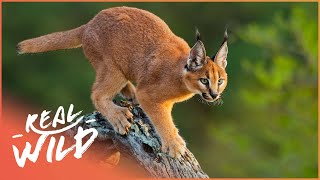 How The Caracal Protects The South African Air Force | Real Wild