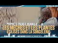 Rev Francis NGWALA | Les Meches, la Plante | les Elements Utilisés dans la magie et la divination