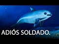 Vaquita marina, la especie que se extinguirá en nuestras narices