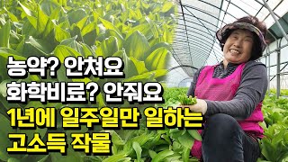 일년에 일주일만 일하는 고소득 작물