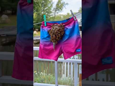 Smooth Bee Transfer