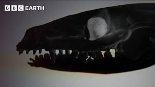 How Chewing Created a ‘Surprising Evolutionary Change’ | Evolution | BBC Earth Science