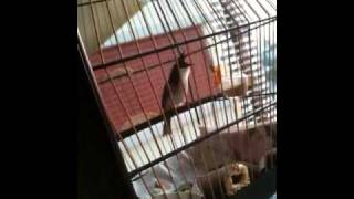 Young Jambul For Sale
