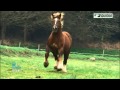 La belle histoire de bernard et son cheval qu sauv  equidia life