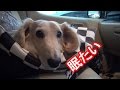ミニチュアダックス　眠たい眠たい