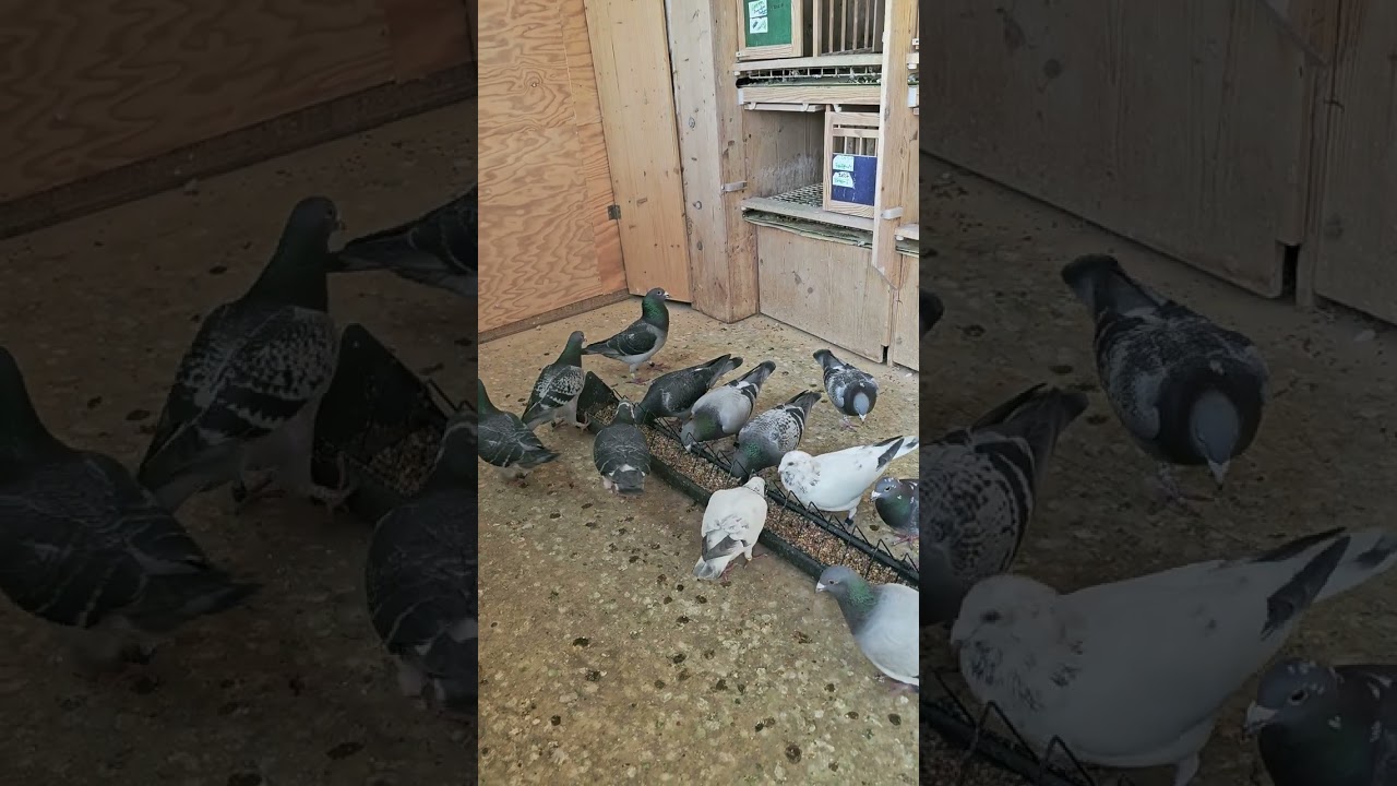 Голуби-почтальоны — новости, советы и т.д.