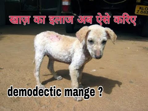 वीडियो: कुत्तों में डिमोडिकोसिस का इलाज कैसे करें
