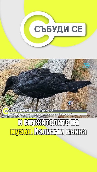 Черен гларус е новата сензация във Варна #събудисе #news #гларус #варна ...