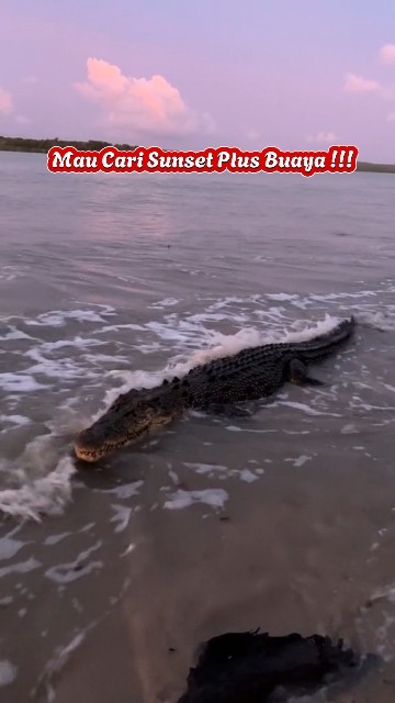Buaya Di Pinggir Pantai !!! Sunset Tetap Tenggelam !!!