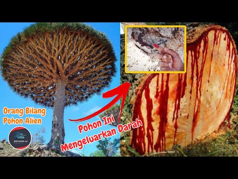 Video: Di mana pohon darah naga tumbuh?