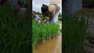 भात लावणीला सुरवात??farming farmer ytshorts riceplanting trendingshorts shortfeed goa shots