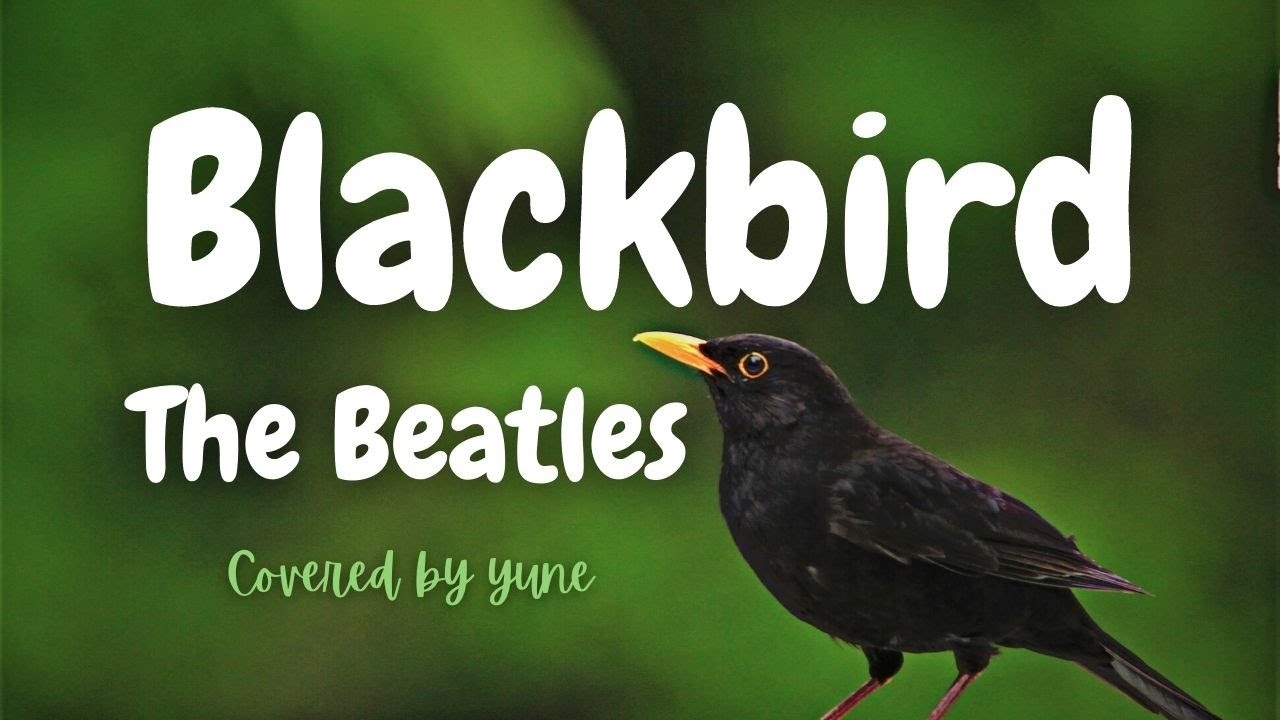 ブラックバード ザ ビートルズ 歌詞 和訳 Blackbird Thebeatles Paulmccartney ビートルズ女性カバー Yuneカバー Youtube