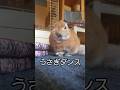 うさぎダンス２ Rabbit Dance
