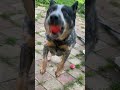 Об аромате яблок, парфюмерной фабрике Фрагонар в Париже #dogs #australianheeler #австралийскийхилер
