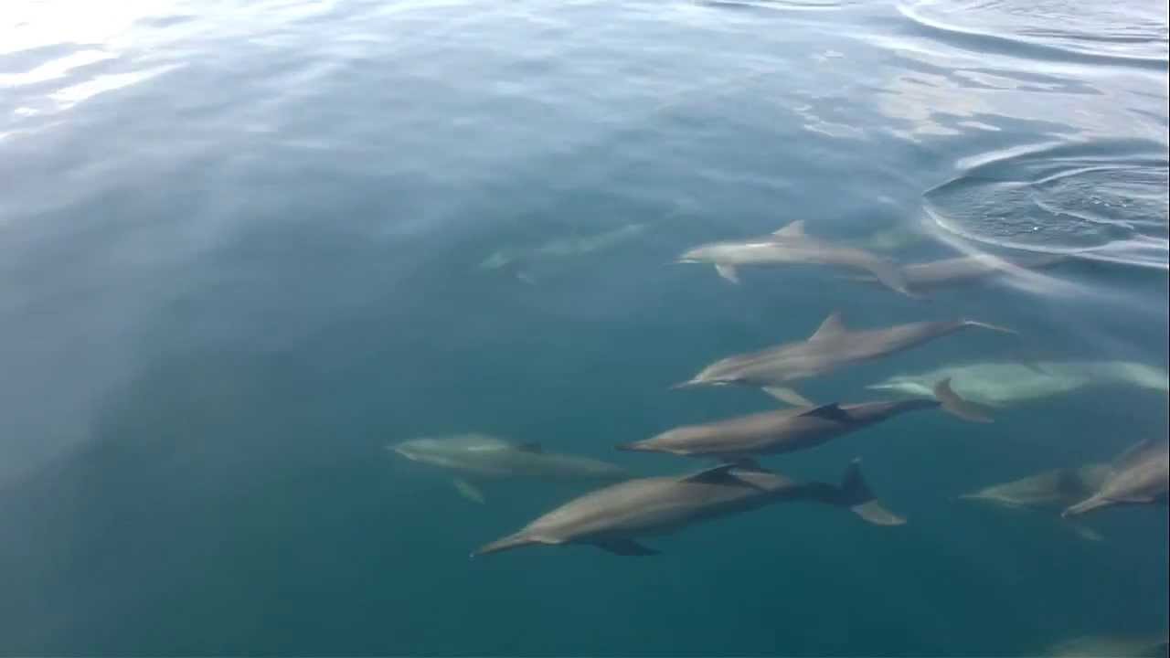 Dolphin Watching in Bais, Negros Oriental