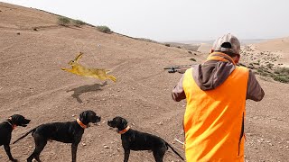 Chasse Perdrix et Lièvre |  قنص الأرنب البري