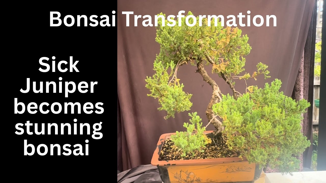 Преображение бонсая: больной можжевельник превращается в потрясающий бонсай | Как спасти умирающи...