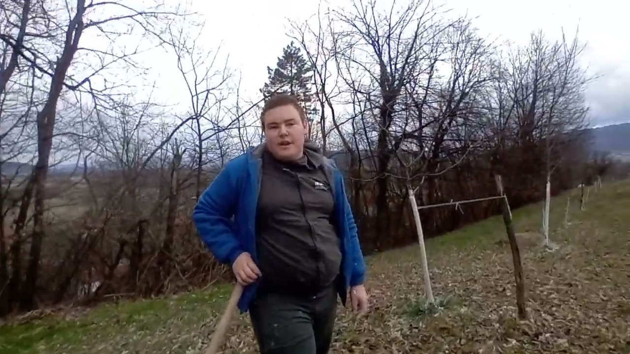 Krečenje voća u voćnjaku 2 dio