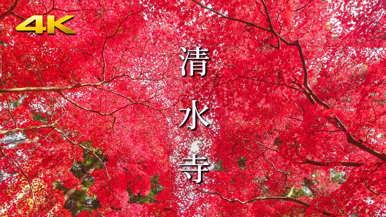 紅色に染まる晩秋の清水寺 (紅葉) - Bright red color maple trees at