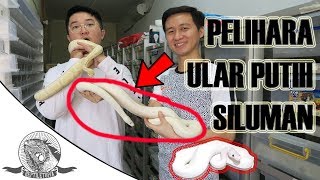 ULAR SILUMAN KOK DIPELIHARA ?