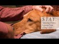 Stay by dave burchett  tyndale house publishers