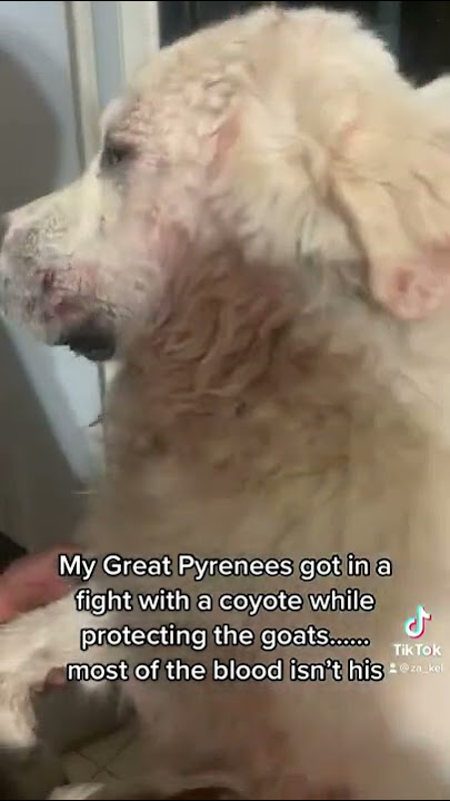 My Great Pyrenees Simba Killed a coyote and everyone on TikTok went crazy over it