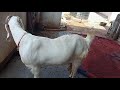 Home goat farm ahmad nagar faslansar