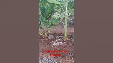 MULTI CROPPING SYSTEM IN BORDER