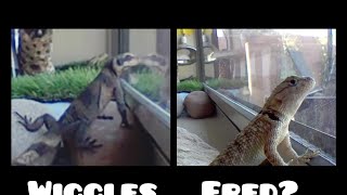 TAZZ HAS A PRESENT & WIGGLES MADE A NEW FRIEND by Savannah Tazz 59 views 3 years ago 5 minutes, 29 seconds