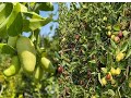 枣树保花保果必备方法,The essential method of jujube tree to preserve flowers and fruits