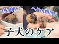 【出産直後の子犬のケア 大事な初乳 自宅出産】豆柴さにらむ #45