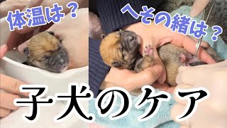 【出産直後の子犬のケア　大事な初乳　自宅出産】豆柴さにらむ #45 by SunnyRum channel 396,328 views 2 years ago 8 minutes, 38 seconds