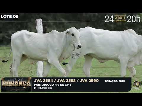 LOTE 06   JVA 2586,2588,2590