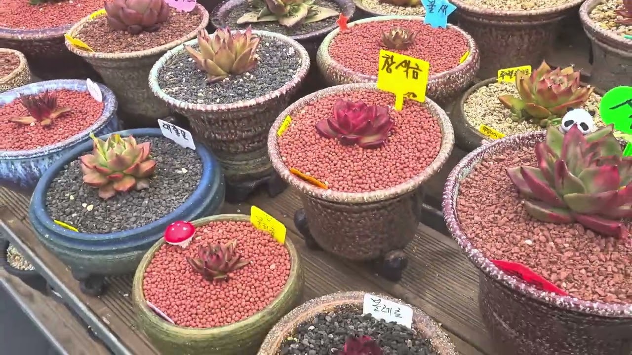 Corea 선운산 도립공원 동운암 다육식물관 2026.2.11 
