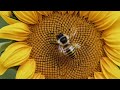 Spring bee free tv wallpaper background screensaver tv art