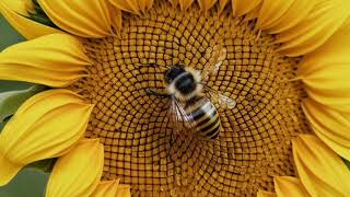 SPRING BEE FREE TV WALLPAPER. BACKGROUND SCREENSAVER TV ART